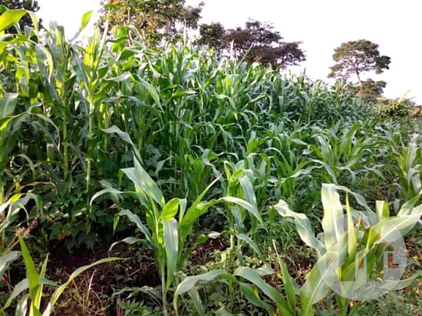 Agricultural Land for sale in Kikyuusa Luweero