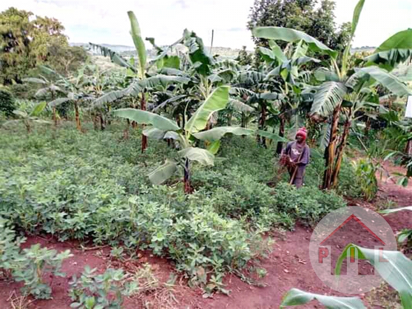 Agricultural Land for sale in Kikyuusa Luweero