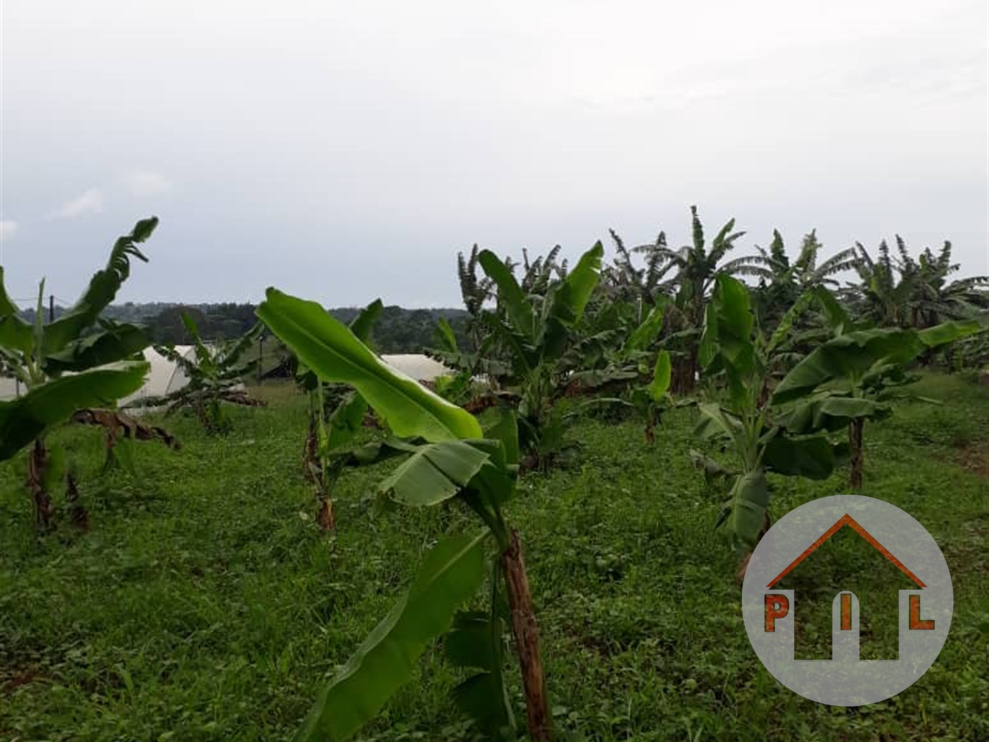 Agricultural Land for sale in Kiyunga Mukono