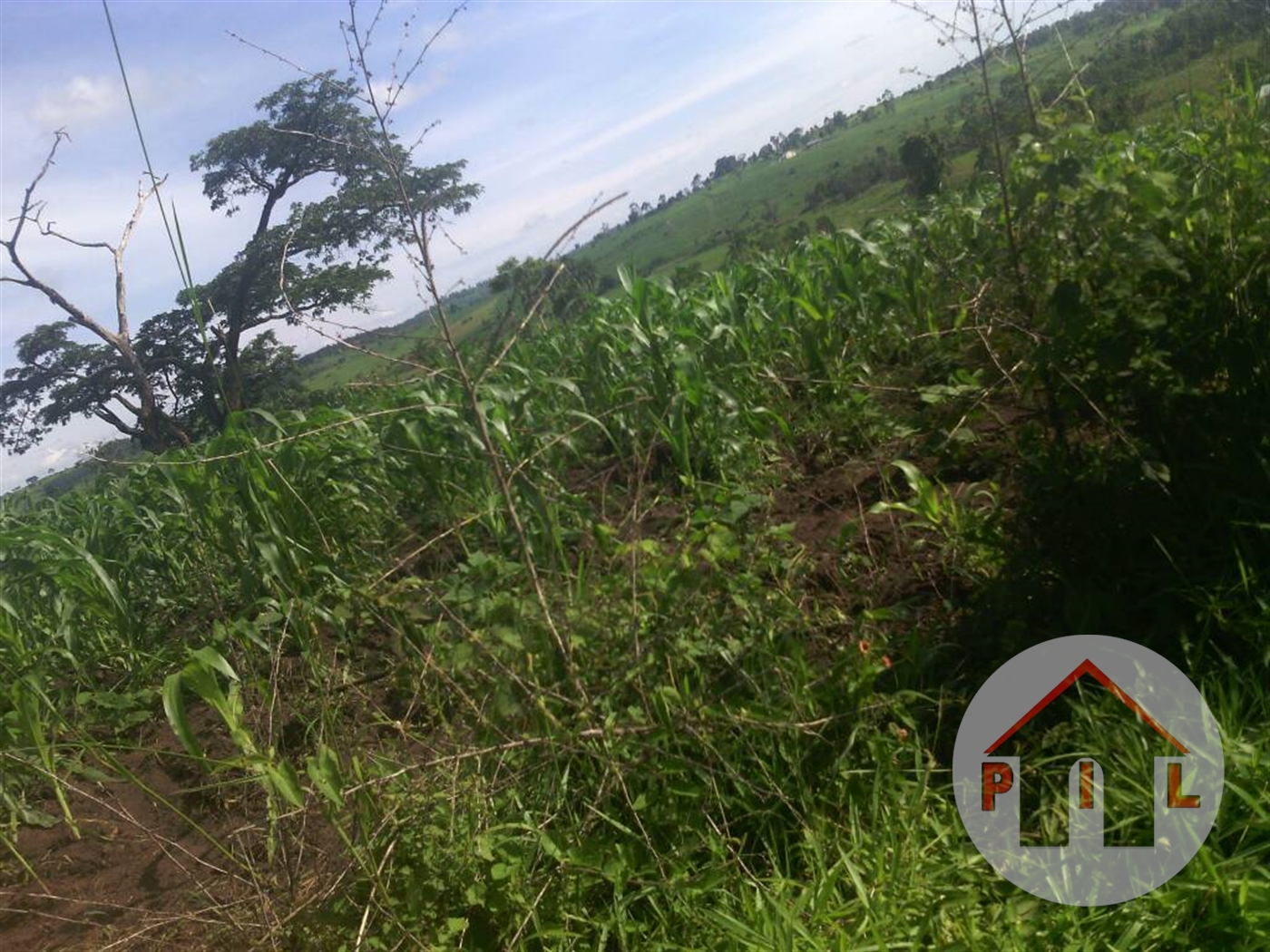 Agricultural Land for sale in Madudu Mubende