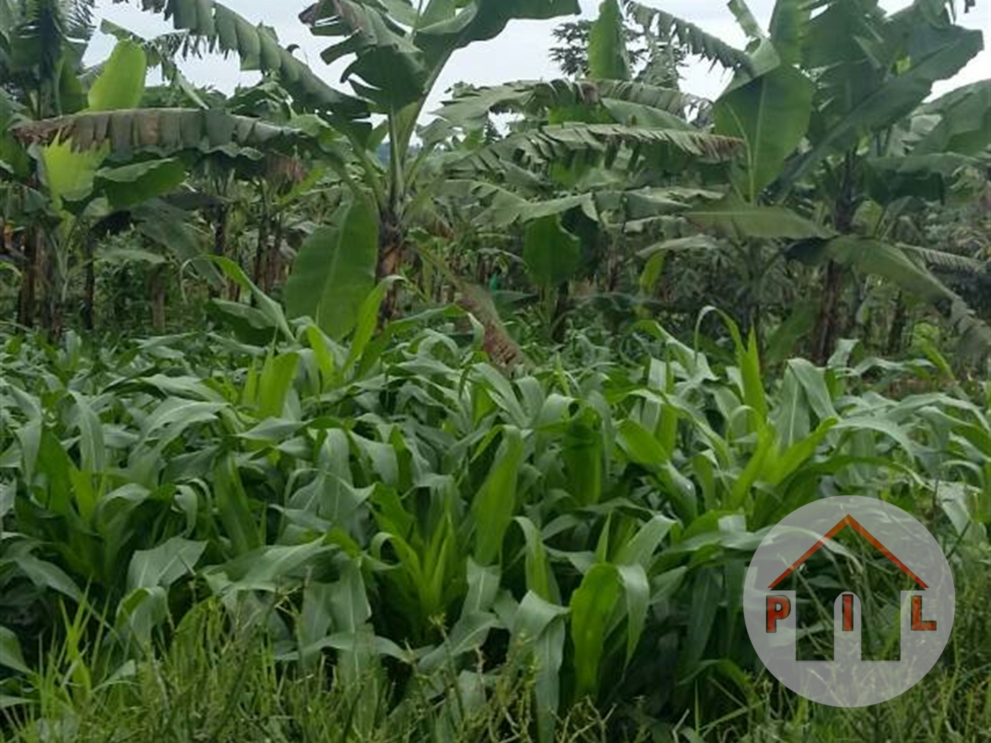 Agricultural Land for sale in Bukemba Masaka