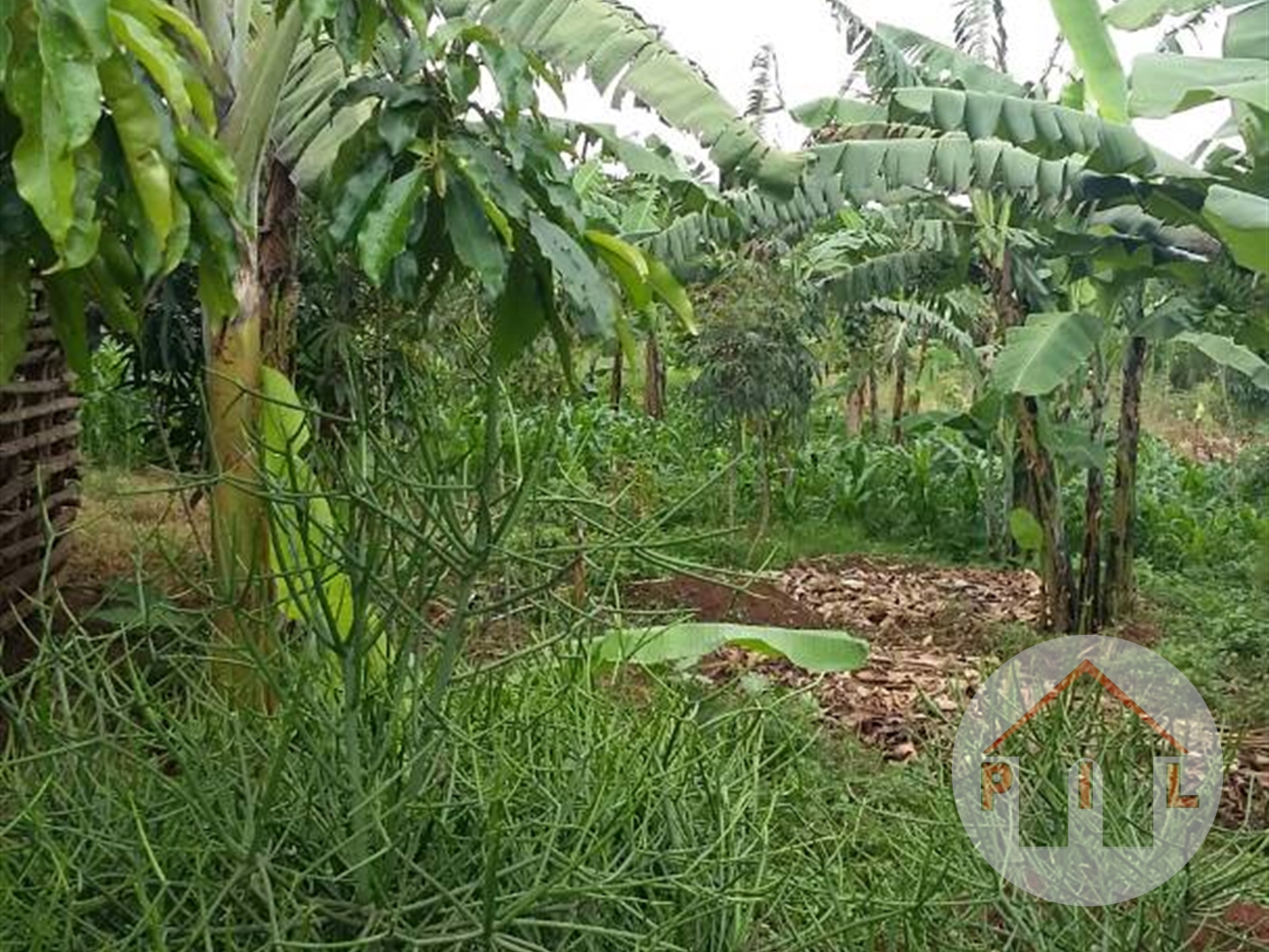 Agricultural Land for sale in Bukemba Masaka