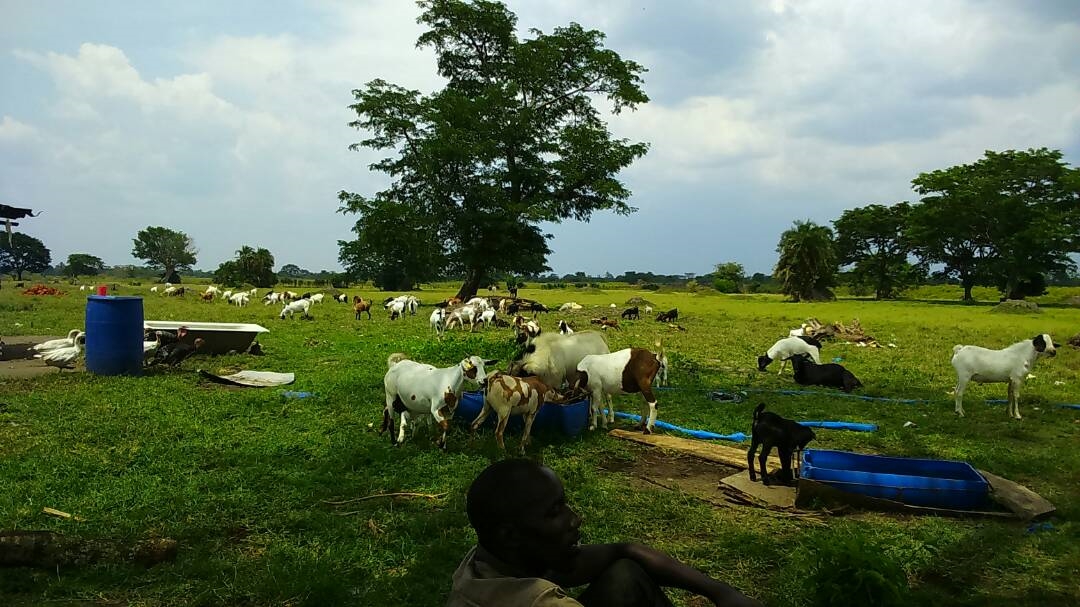 Agricultural Land for sale in Namasagali Jinja