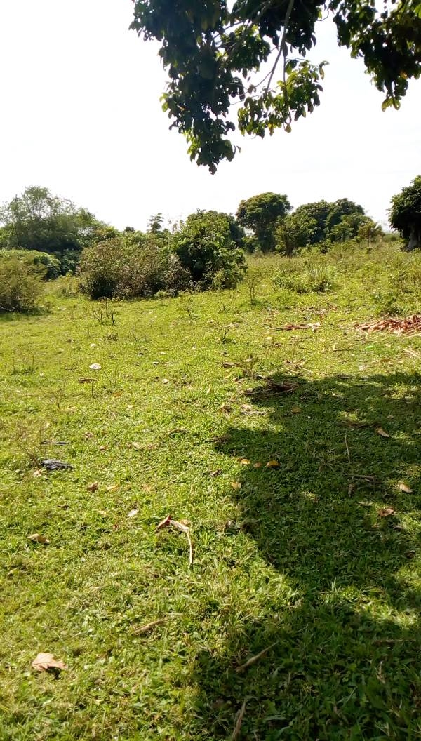 Agricultural Land for sale in Nkokonjeru Mukono