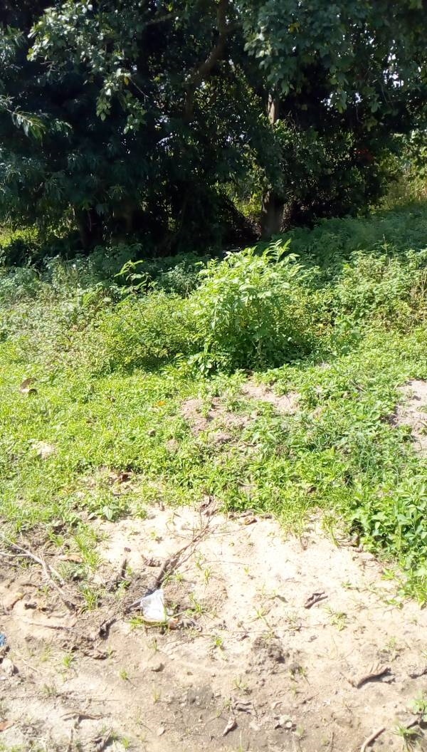 Agricultural Land for sale in Nkokonjeru Mukono