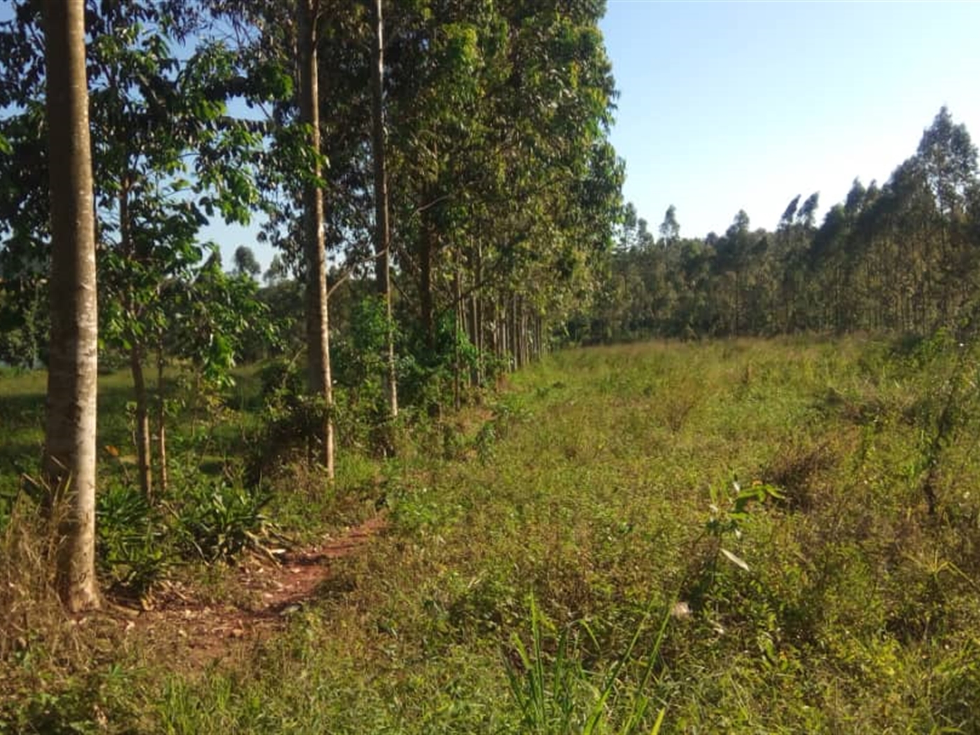 Agricultural Land for sale in Mbalala Mukono