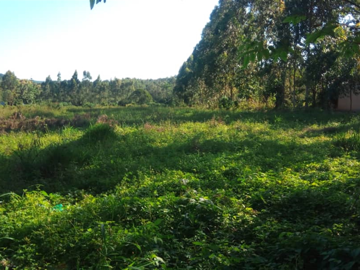 Agricultural Land for sale in Mbalala Mukono