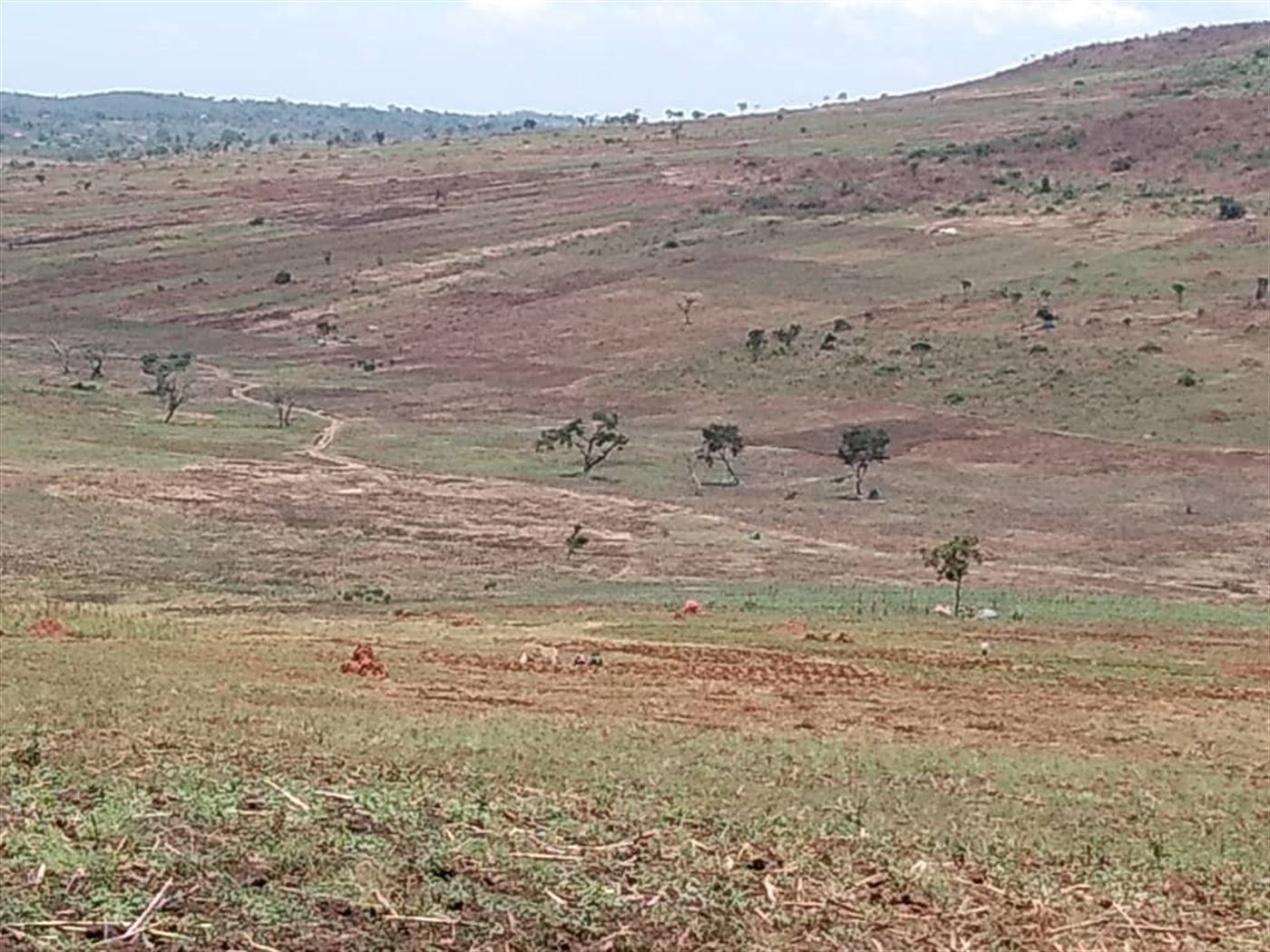 Agricultural Land for sale in Nakasongola Luweero