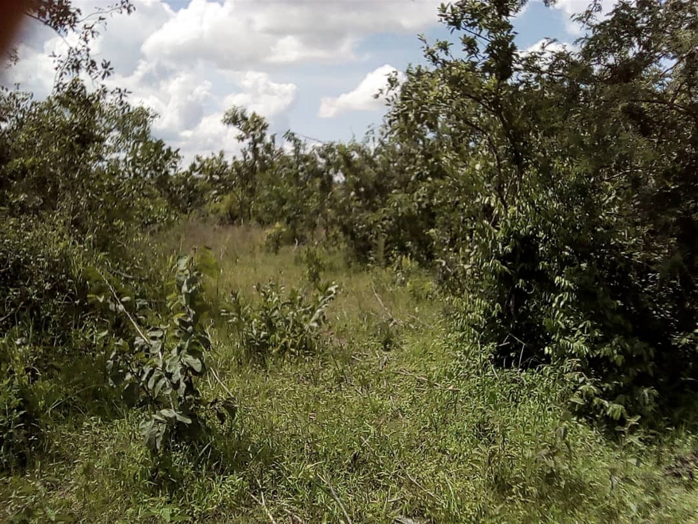 Agricultural Land for sale in Nakasongola Luweero