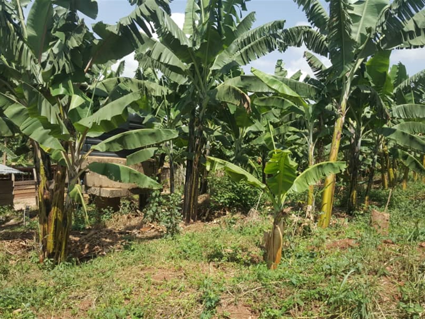 Residential Land for sale in Kigo Wakiso