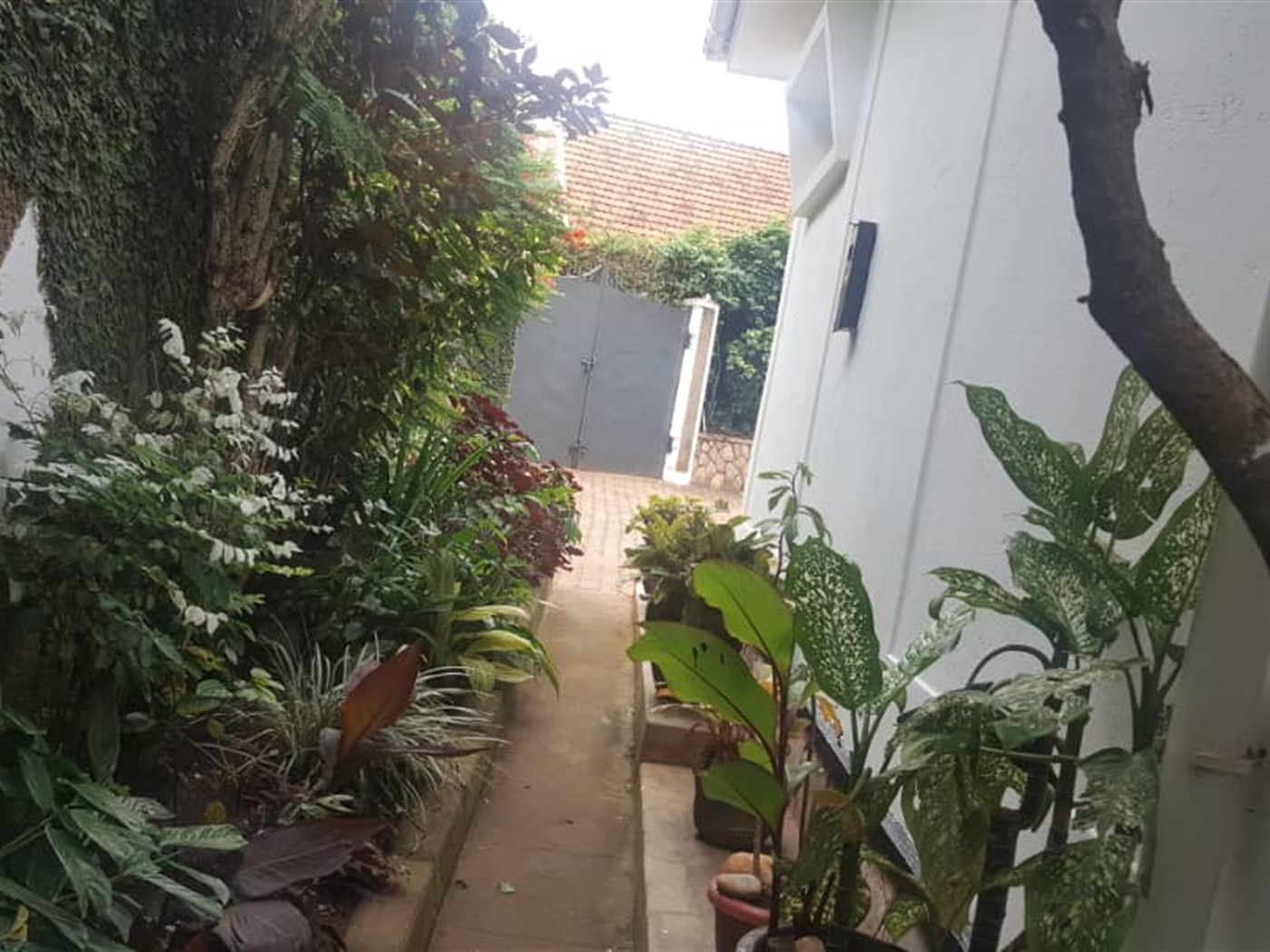 Bungalow for rent in Muyenga Kampala