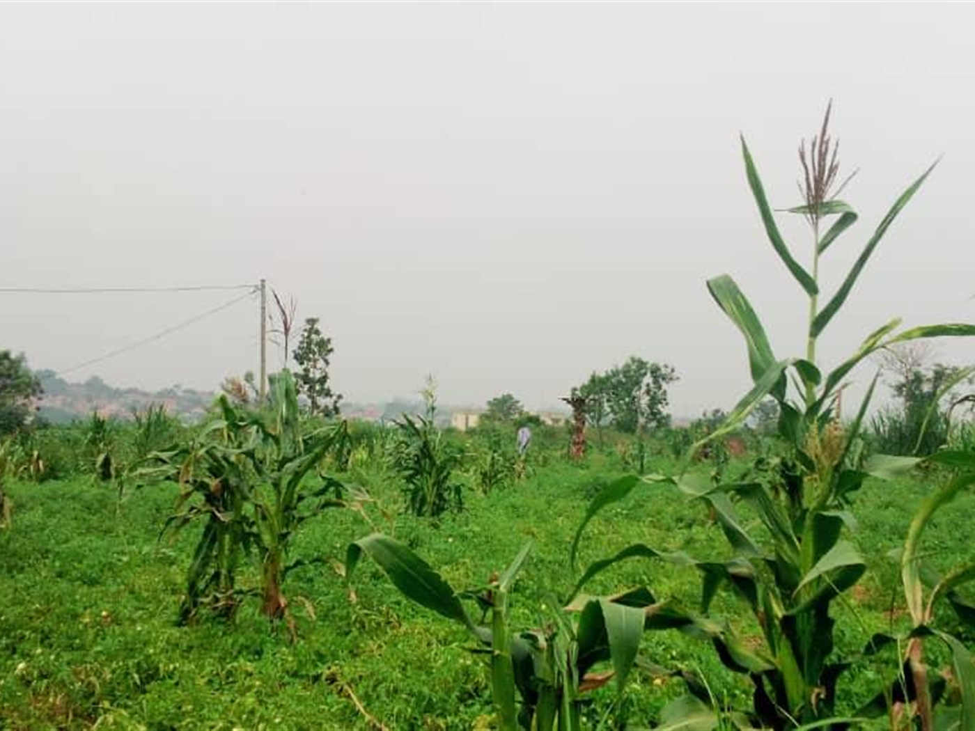 Multipurpose Land for sale in Bweyogerere Wakiso