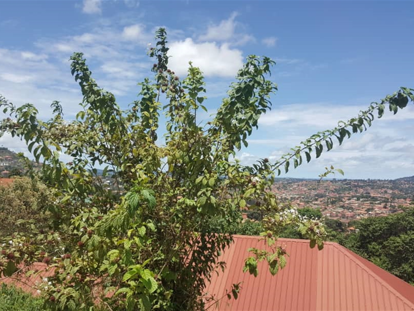 Residential Land for sale in Konge Kampala