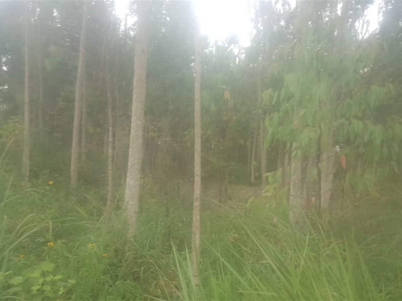 Multipurpose Land for sale in Nakawuka Wakiso