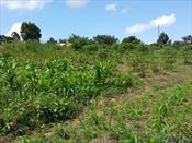 Residential Land for sale in Mutundwe Kampala