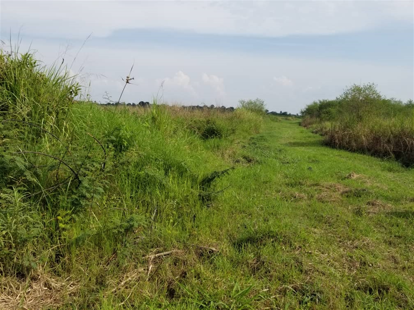 Agricultural Land for sale in Ziloobwe Luweero