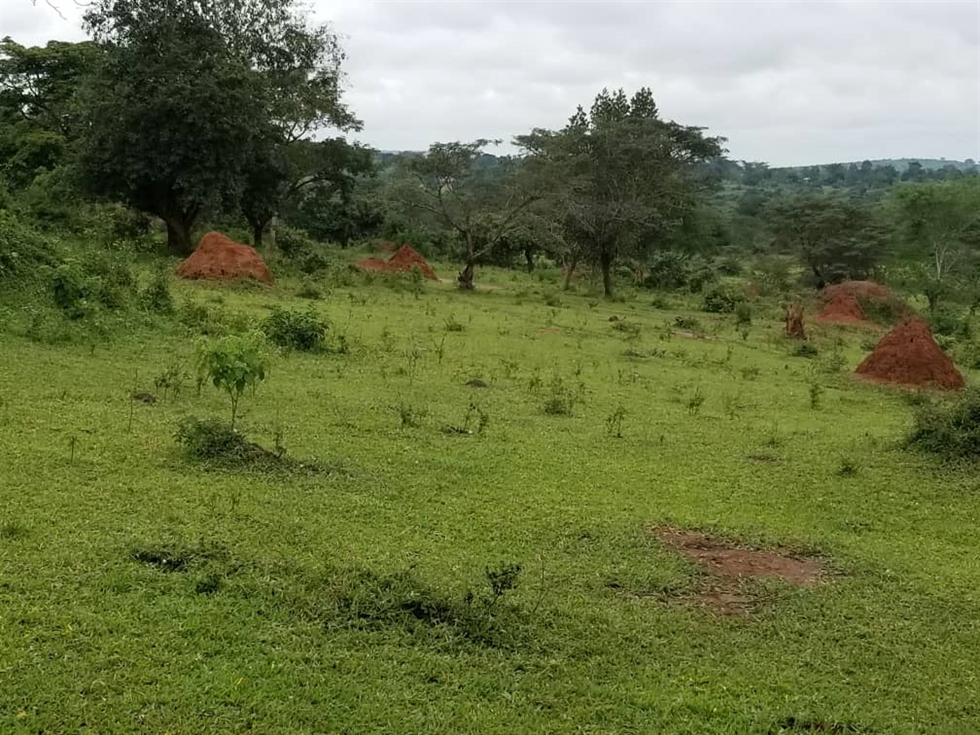 Agricultural Land for sale in Ggomba Butambala