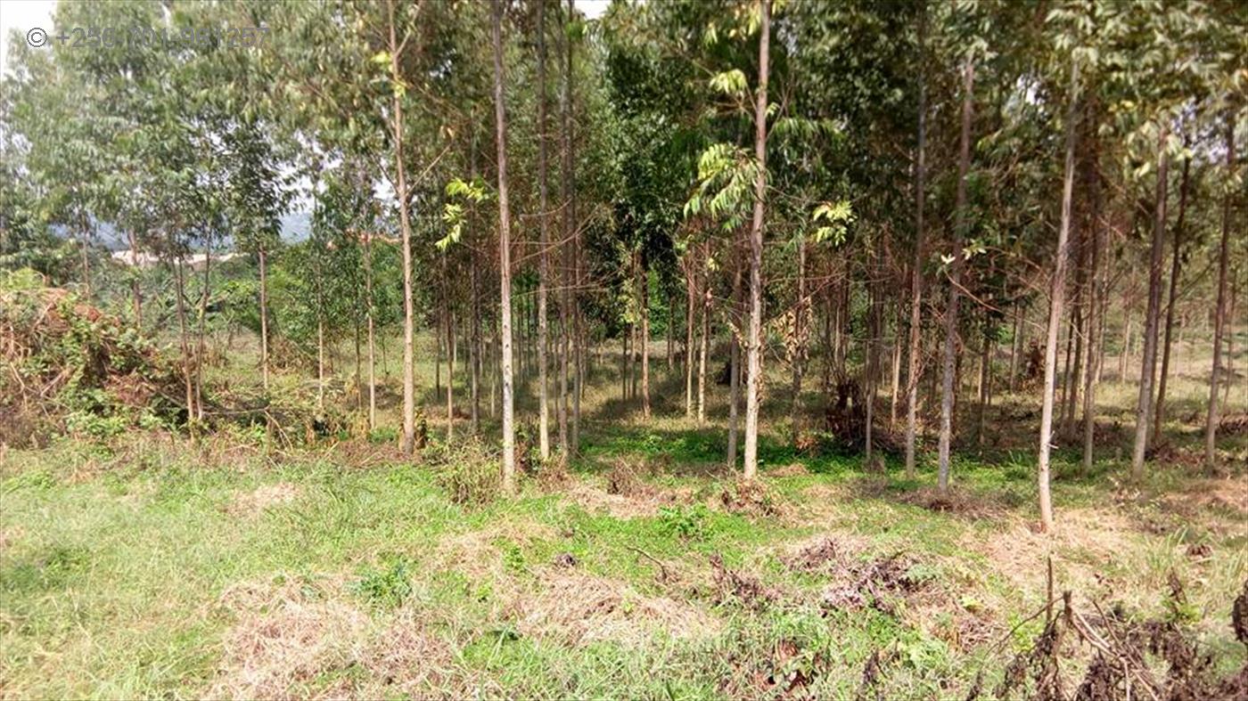 Residential Land for sale in Nakassajja Mukono