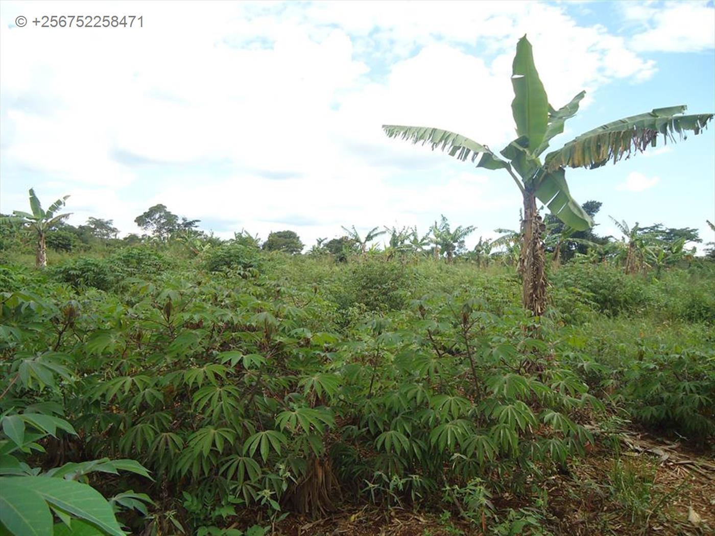 Agricultural Land for sale in Kasana Luweero