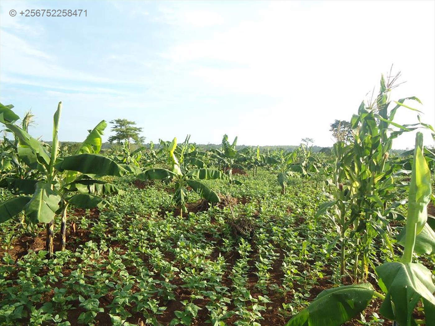 Agricultural Land for sale in Kasana Luweero