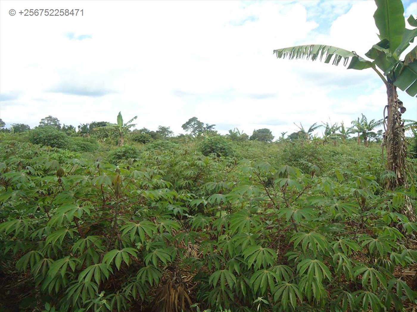 Agricultural Land for sale in Kasana Luweero