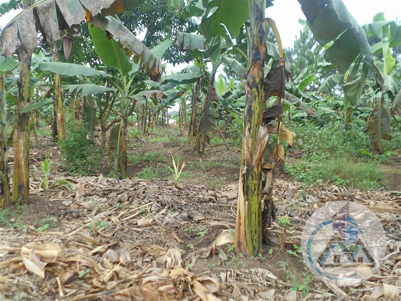 Multipurpose Land for sale in Kira Wakiso