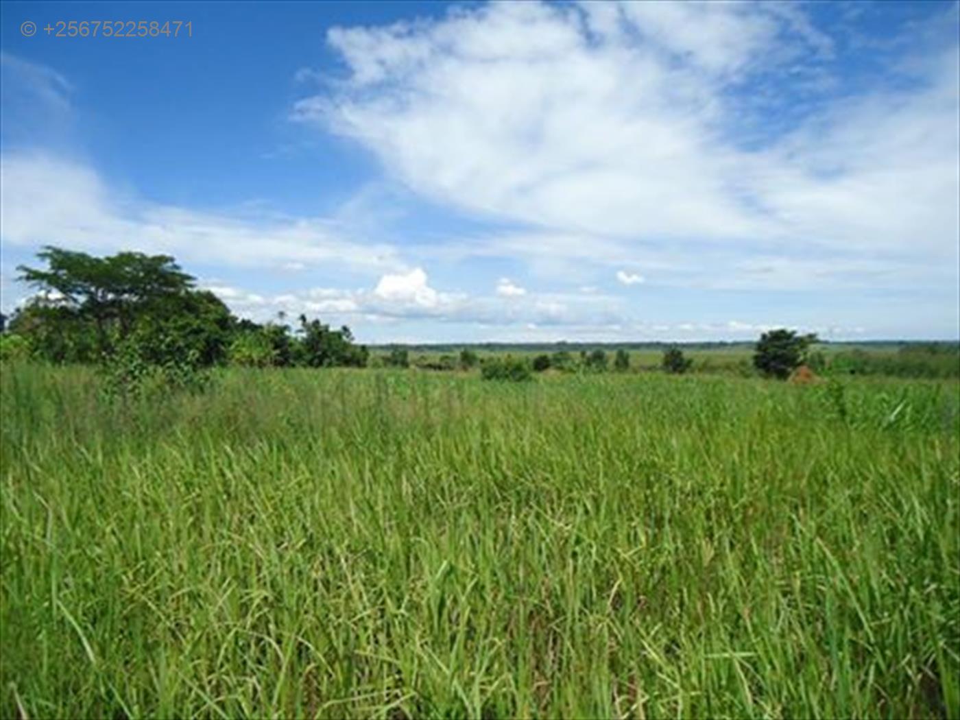 Agricultural Land for sale in Ziloobwe Mityana