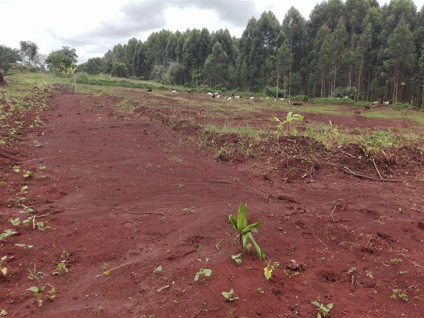 Multipurpose Land for sale in Ziloobwe Luweero