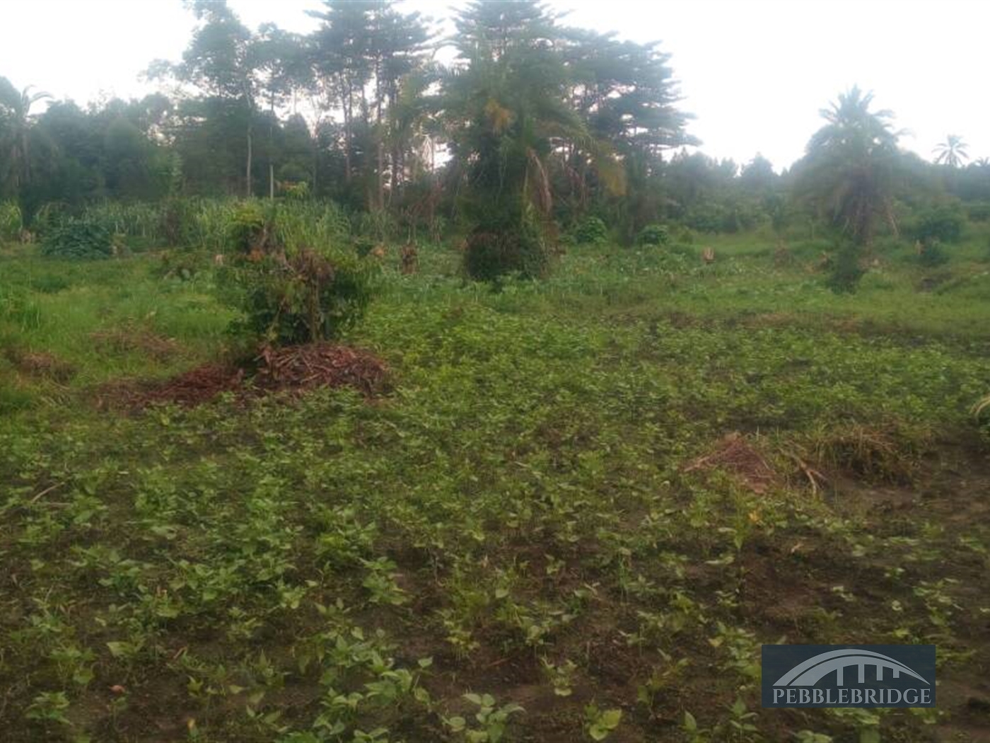 Agricultural Land for sale in Ssemuto Nakaseke