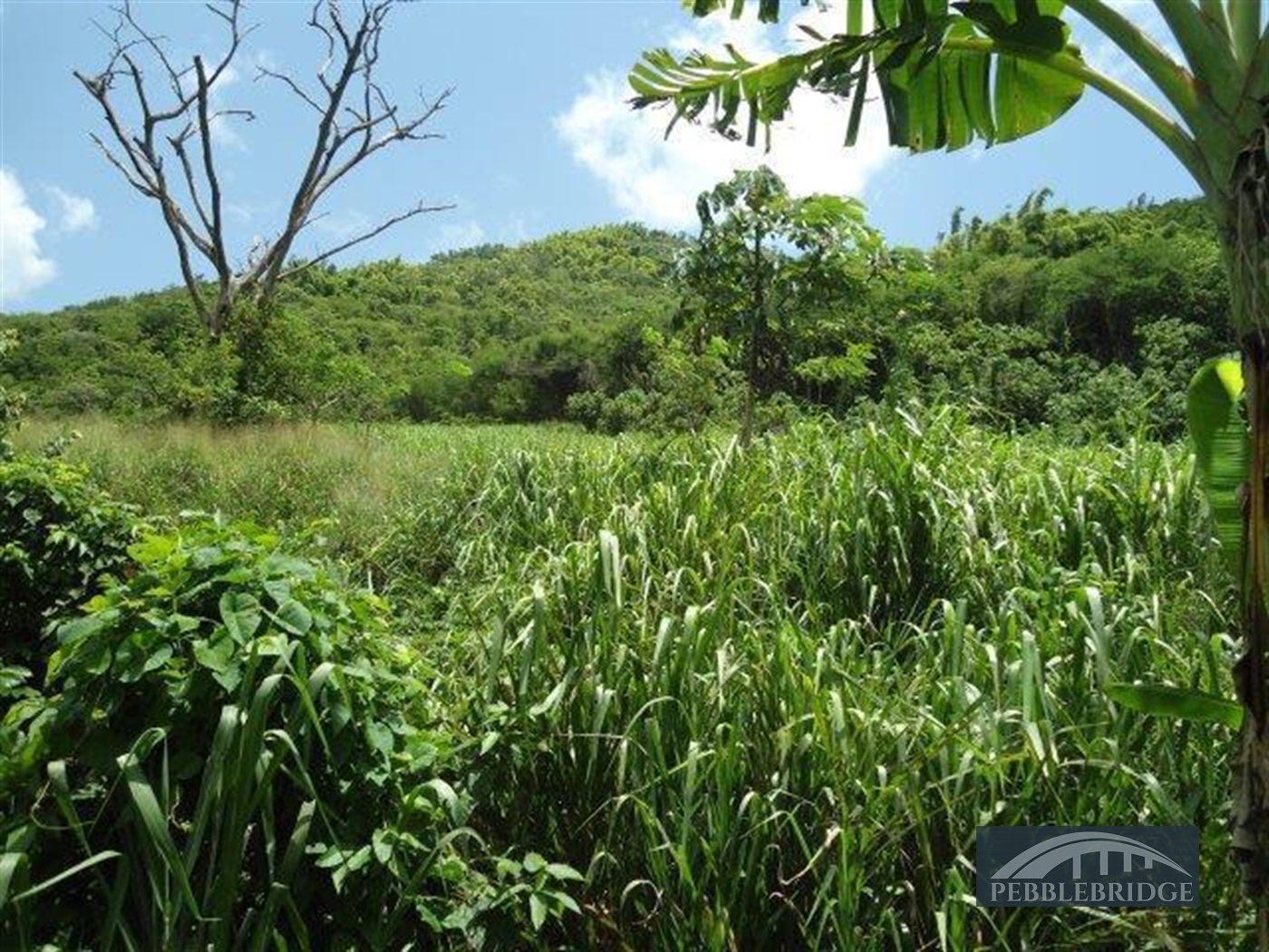 Agricultural Land for sale in Luweero Luweero