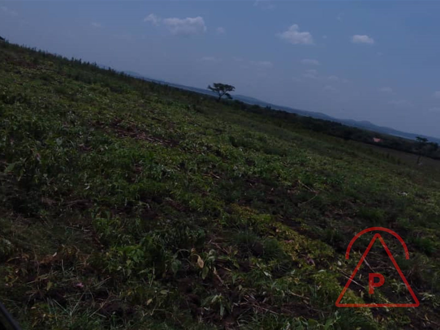 Agricultural Land for sale in Mityana Mityana