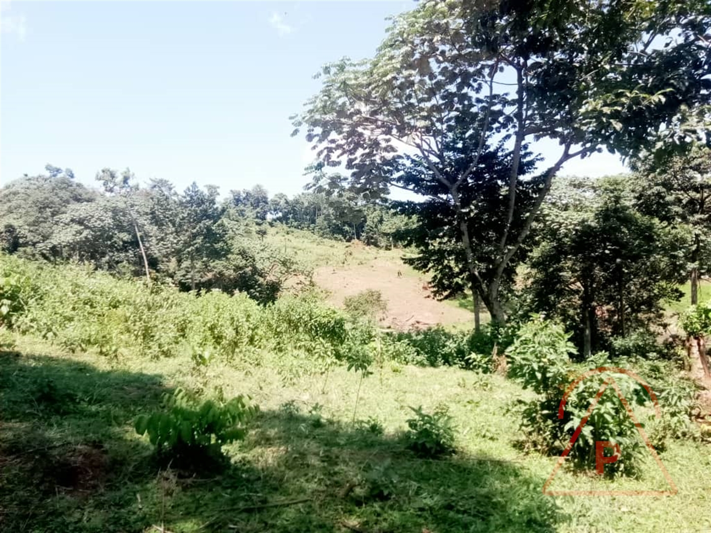 Agricultural Land for sale in Masindi Masindi