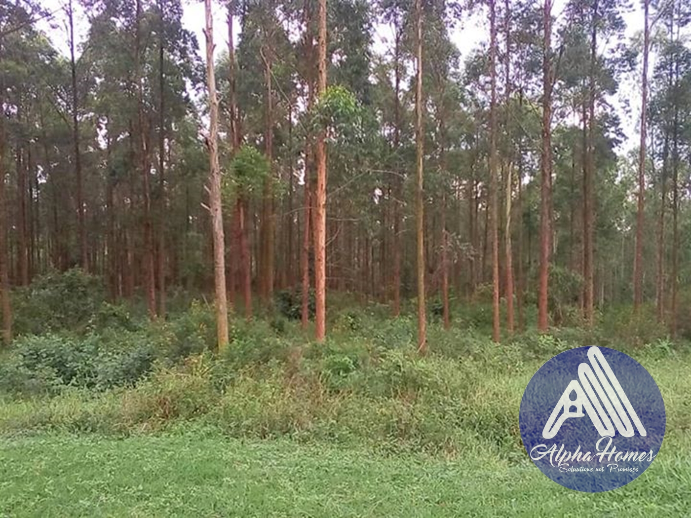 Agricultural Land for sale in Bukeelele Wakiso