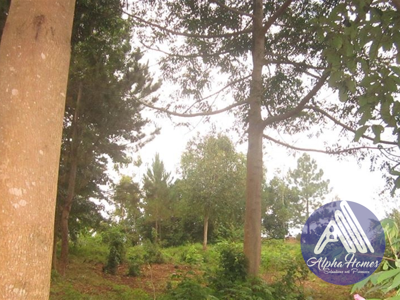 Residential Land for sale in Nakassajja Wakiso