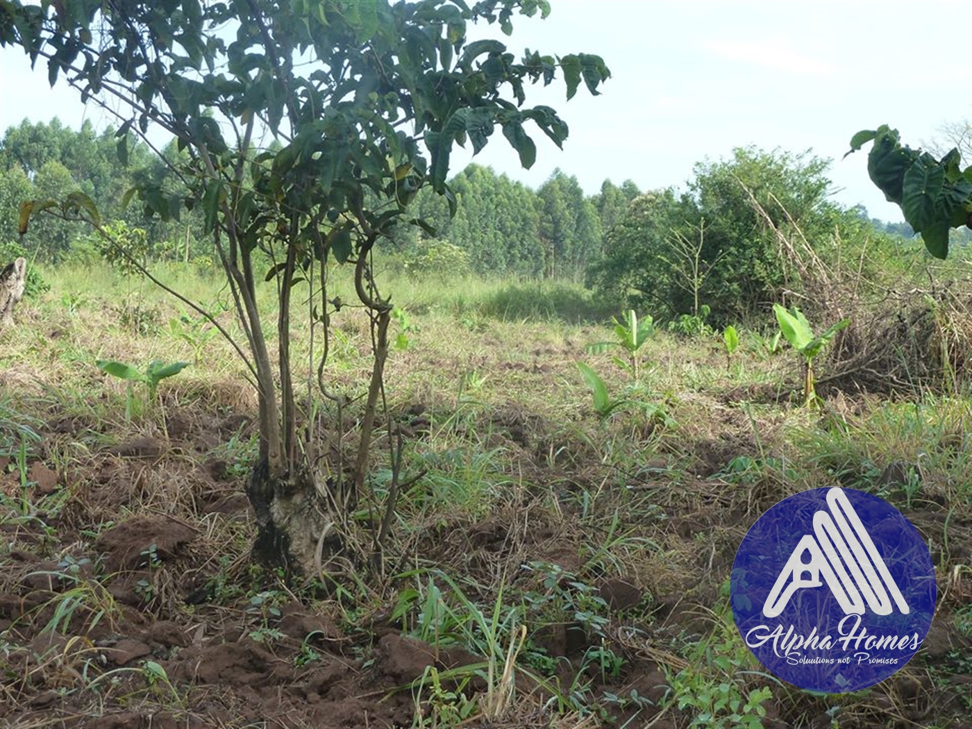 Agricultural Land for sale in Ziloobwe Wakiso