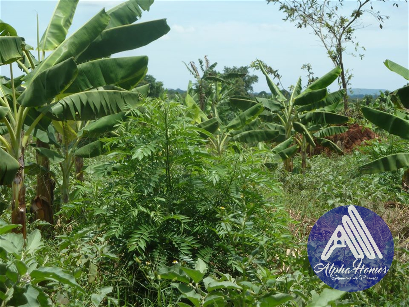 Agricultural Land for sale in Ziloobwe Wakiso