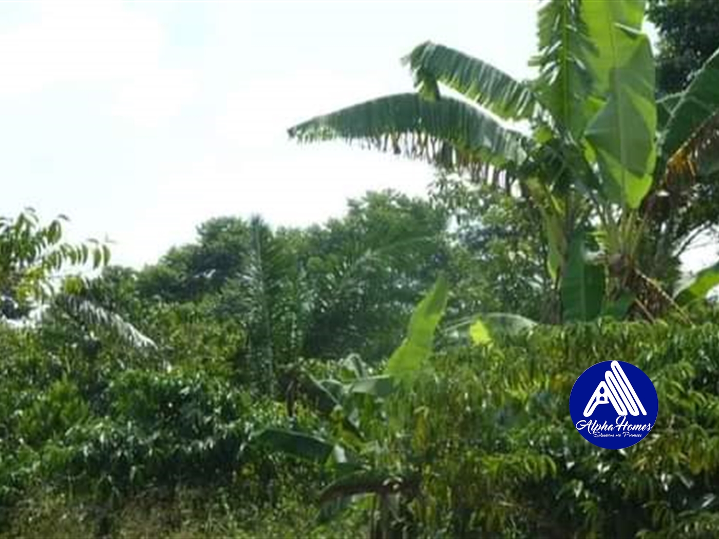 Agricultural Land for sale in Wobulenzi Luweero