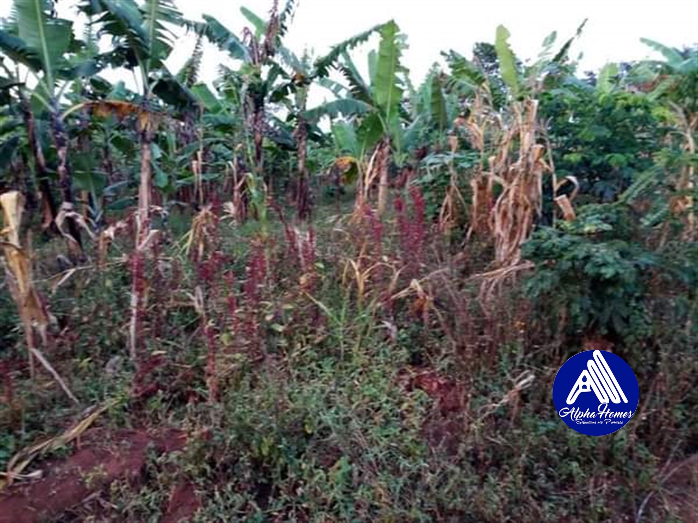 Residential Land for sale in Nakifuma Mukono