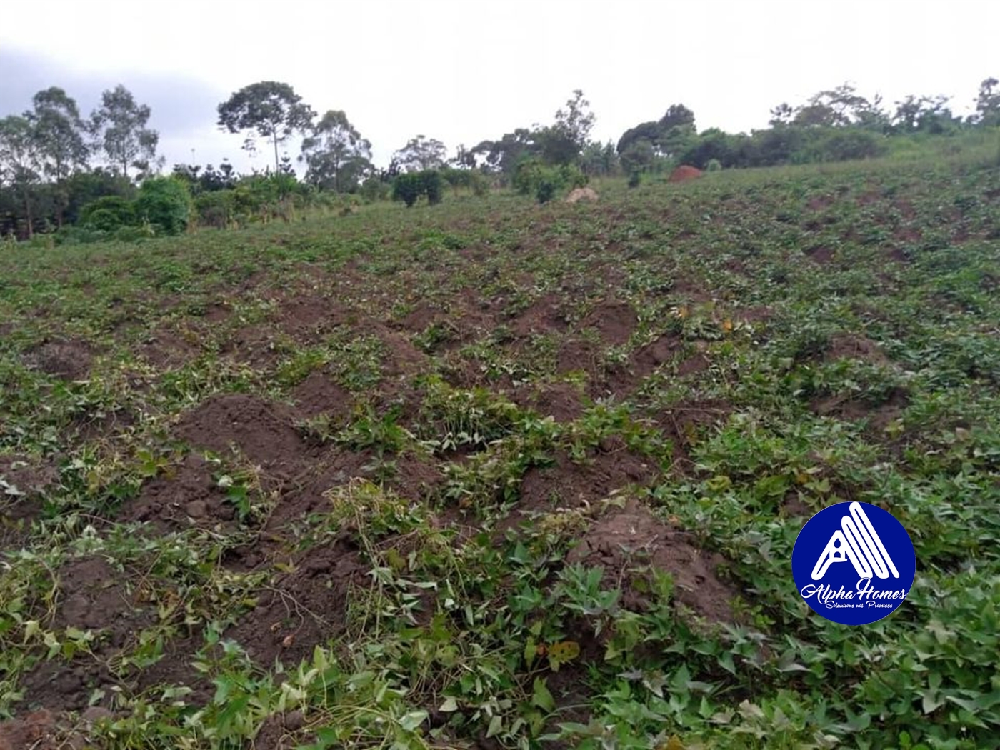 Residential Land for sale in Nakifuma Mukono