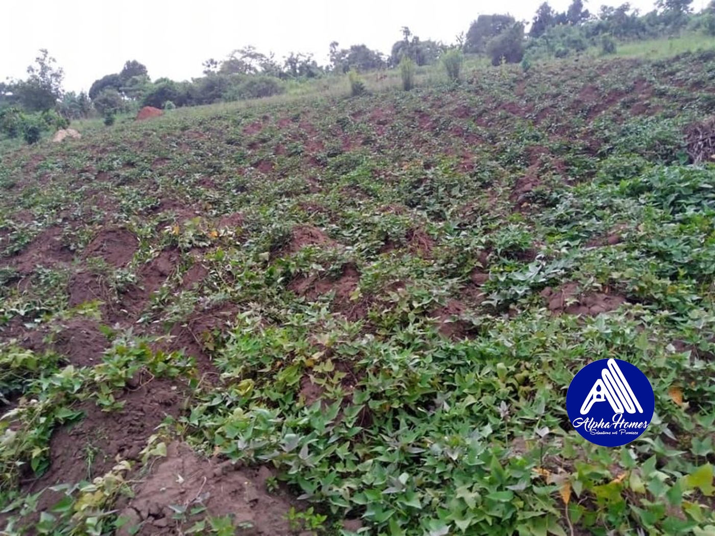 Residential Land for sale in Nakifuma Mukono