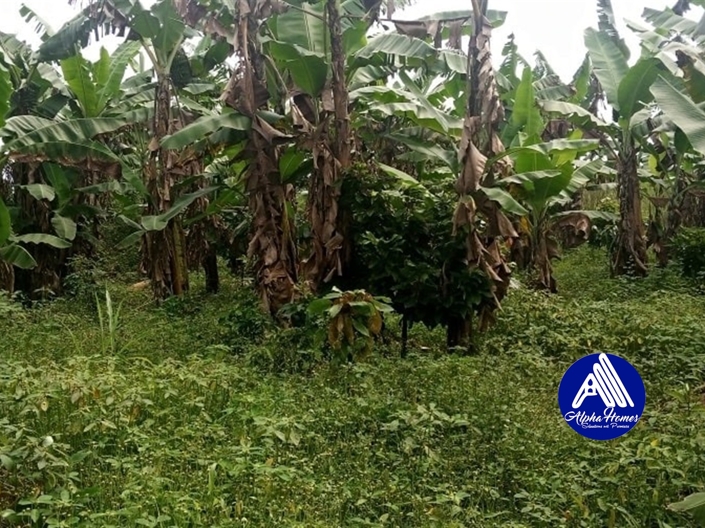 Agricultural Land for sale in Kasamo Mukono