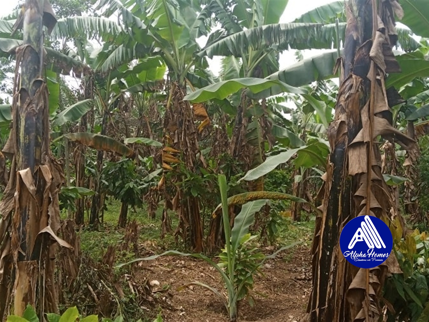 Agricultural Land for sale in Kasamo Mukono