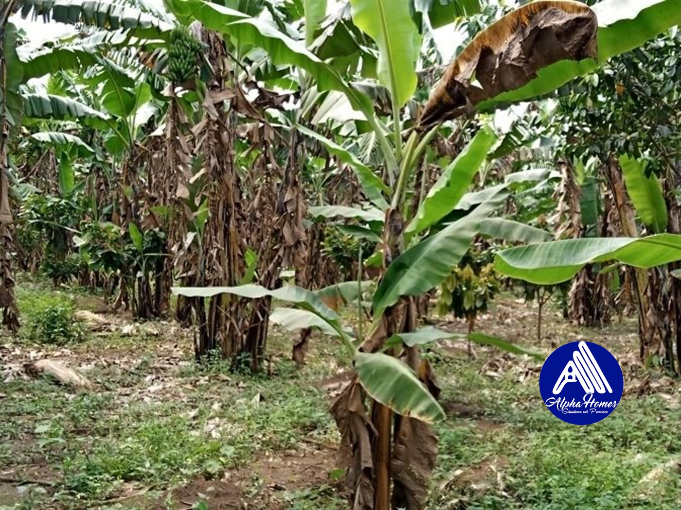 Agricultural Land for sale in Kasamo Mukono