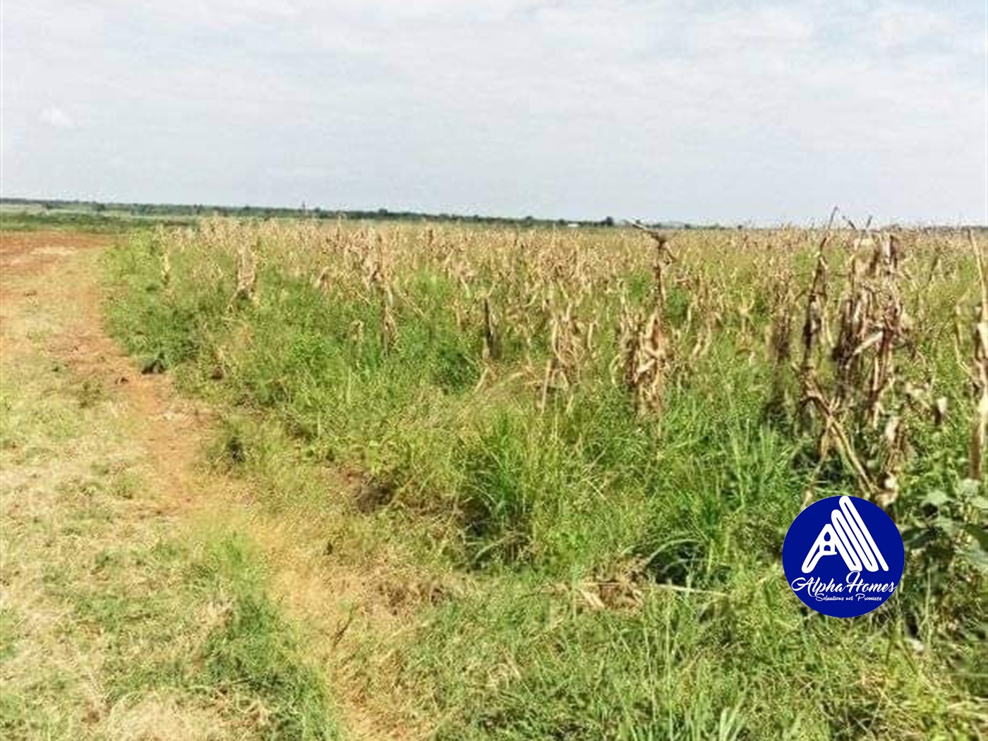 Agricultural Land for sale in Bombo Luweero