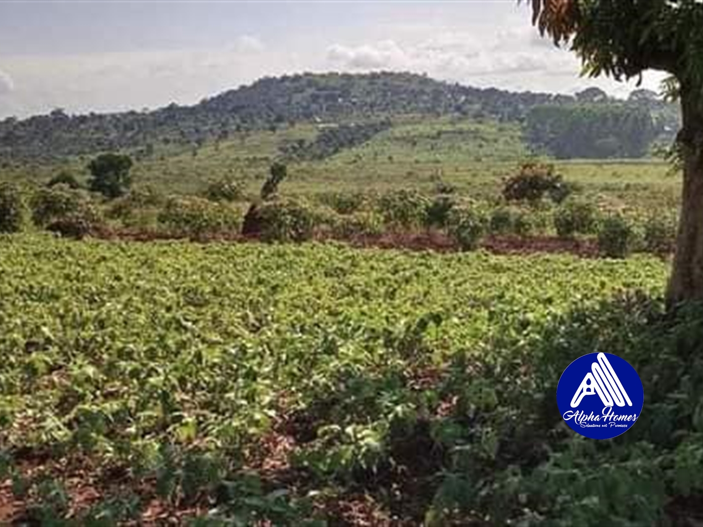 Agricultural Land for sale in Mpigi Mpigi