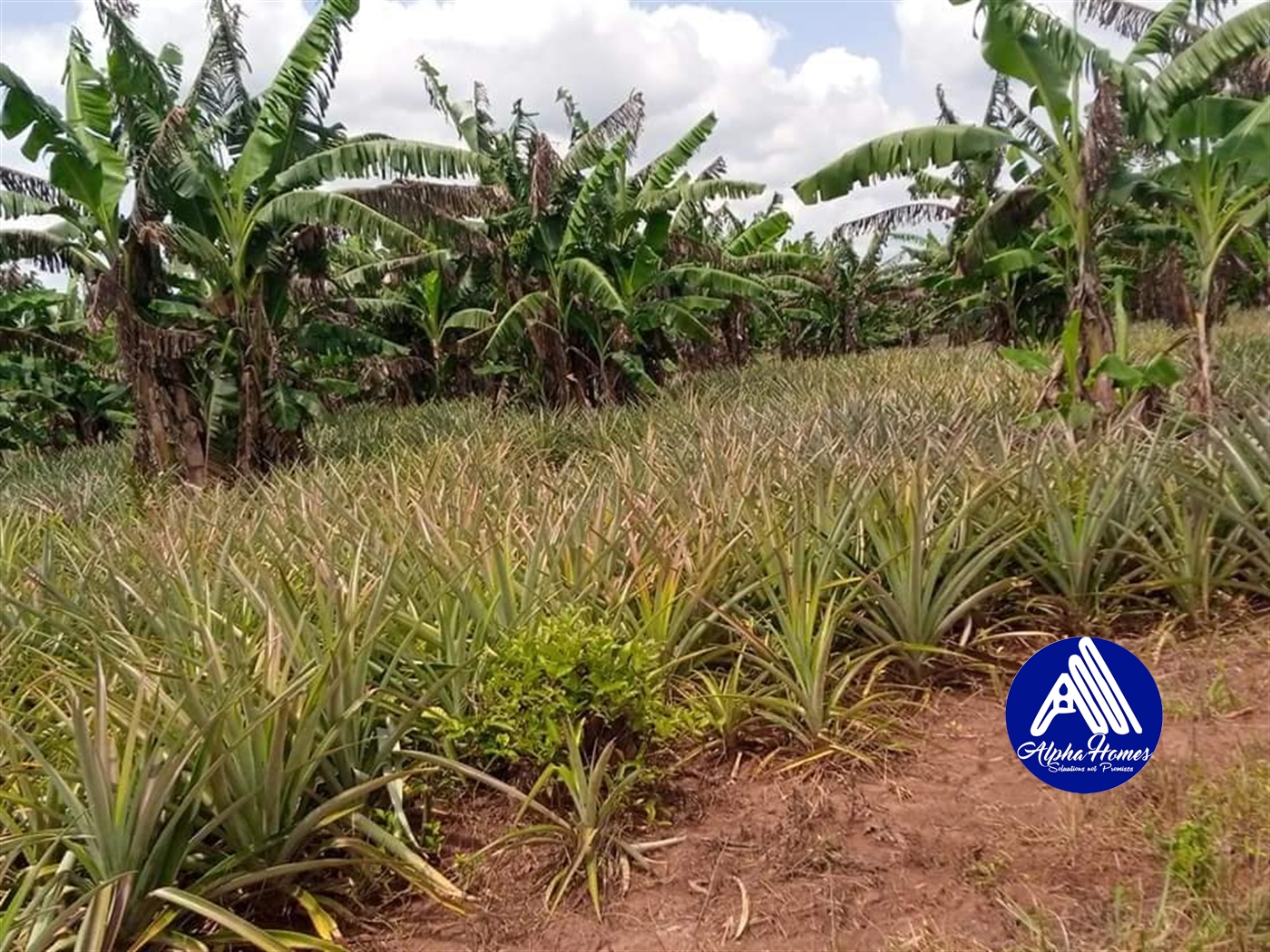 Agricultural Land for sale in Kikyuusa Luweero