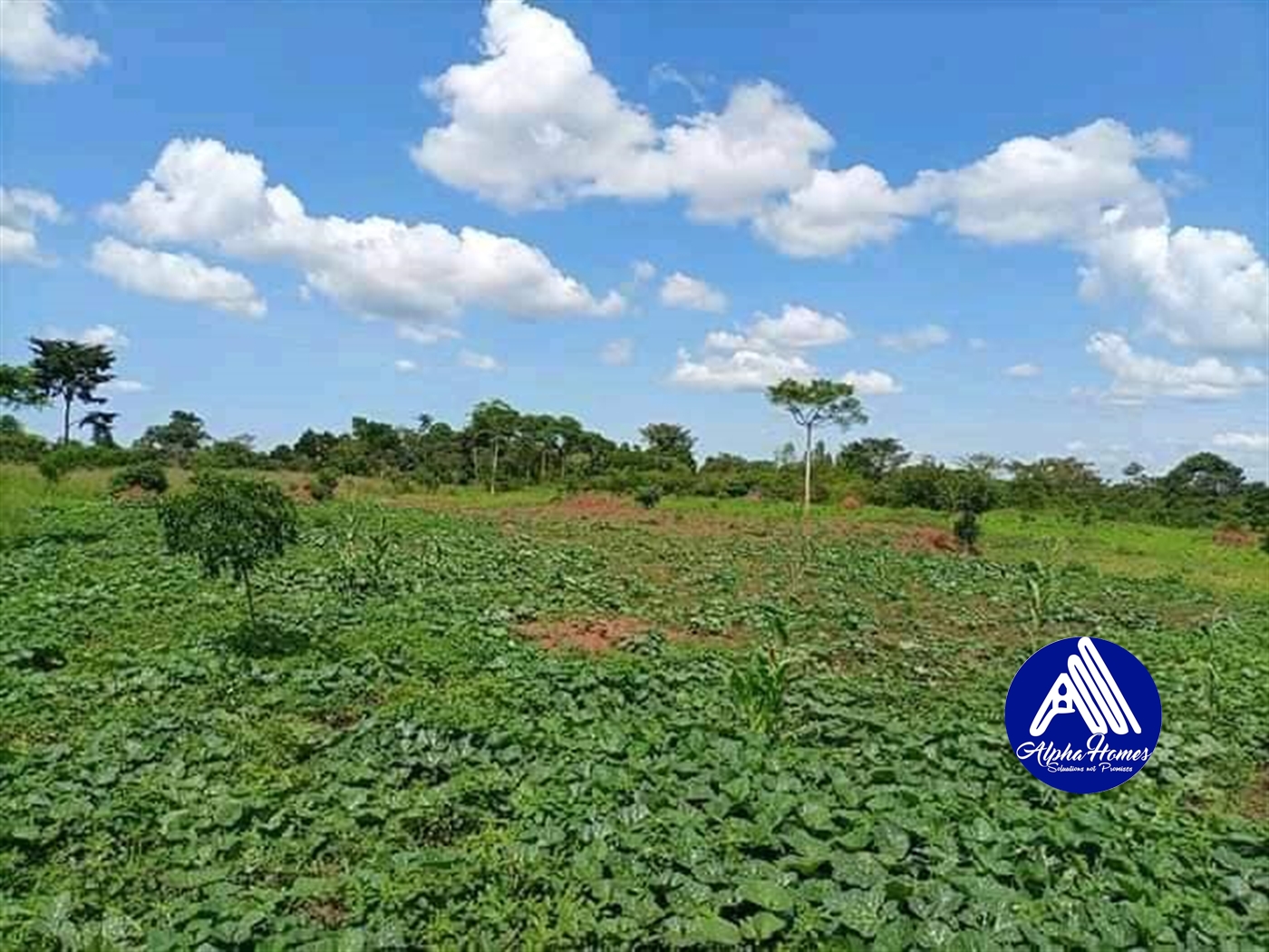 Agricultural Land for sale in Kikyuusa Luweero