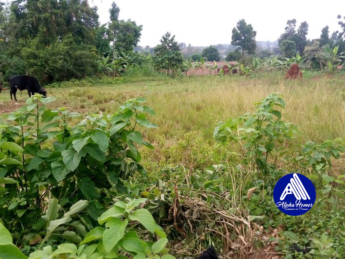 Residential Land for sale in Kabembe Mukono