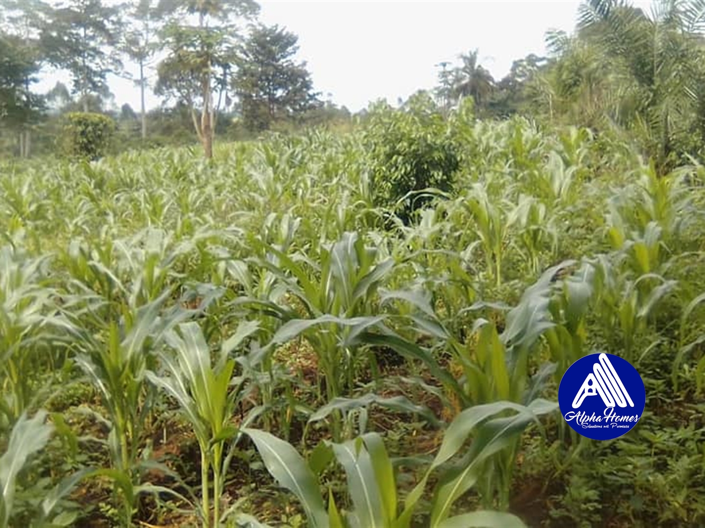 Agricultural Land for sale in Kabembe Mukono