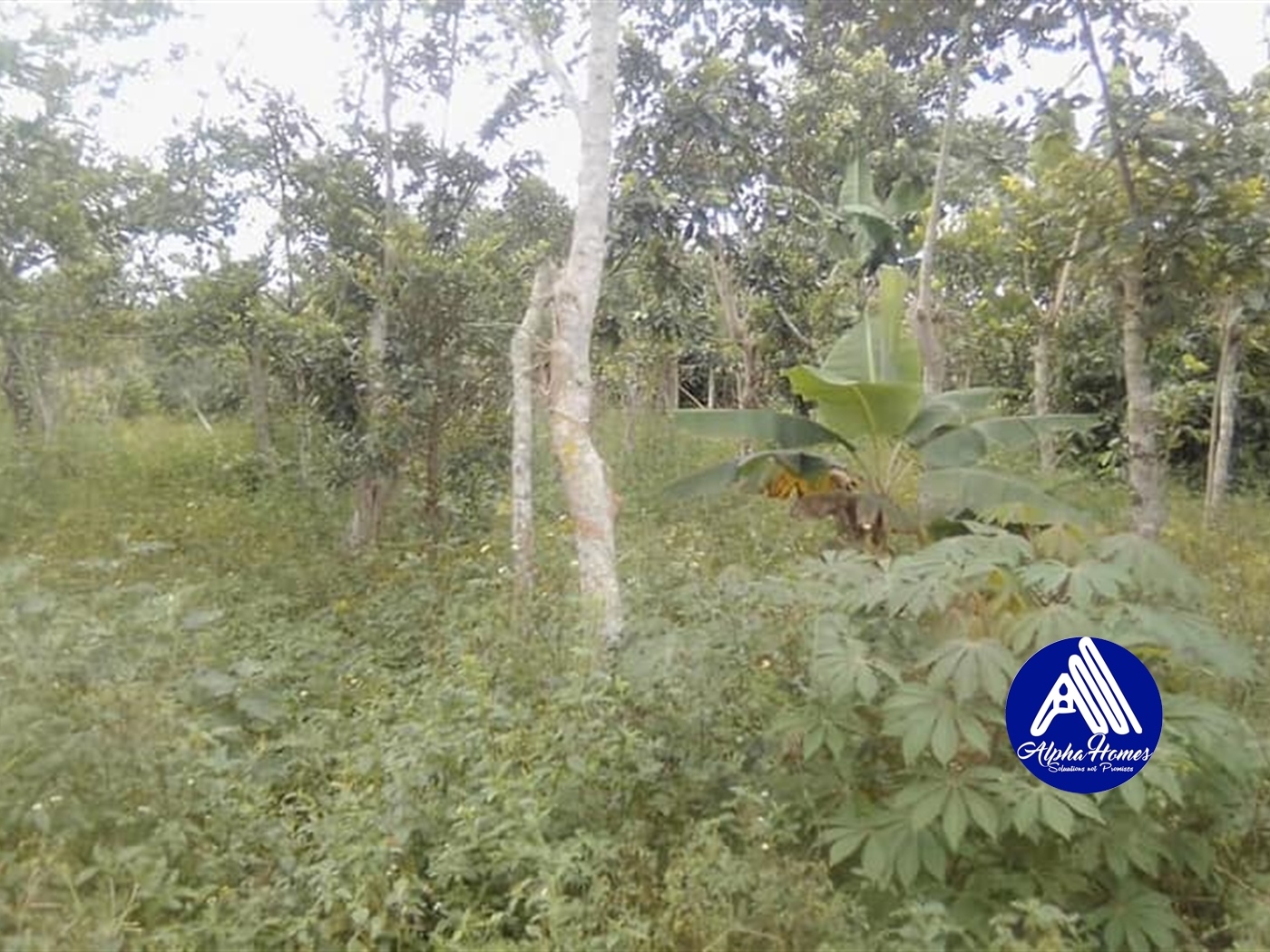 Agricultural Land for sale in Kabembe Mukono